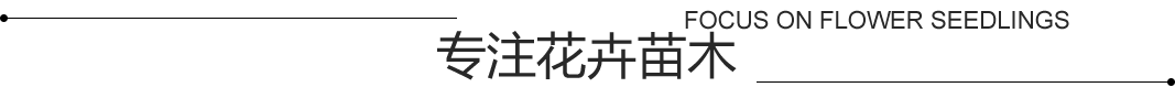 时令花卉