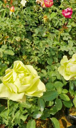 丰花月季 丰花月季