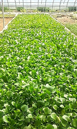 水葫芦 水葫芦