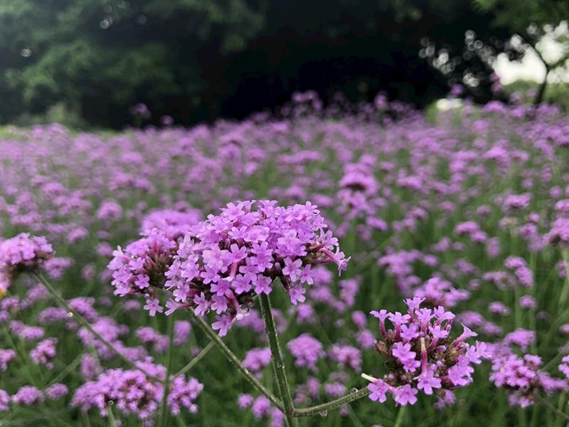 柳叶马鞭草